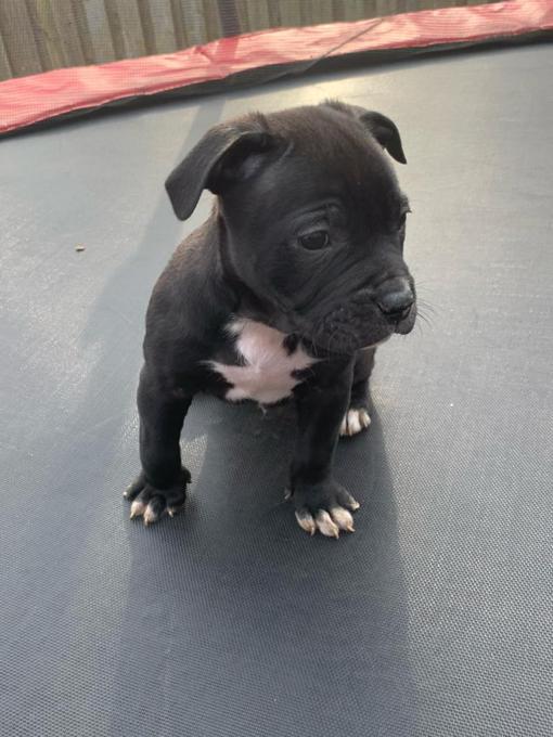 American pocket bulldog puppies