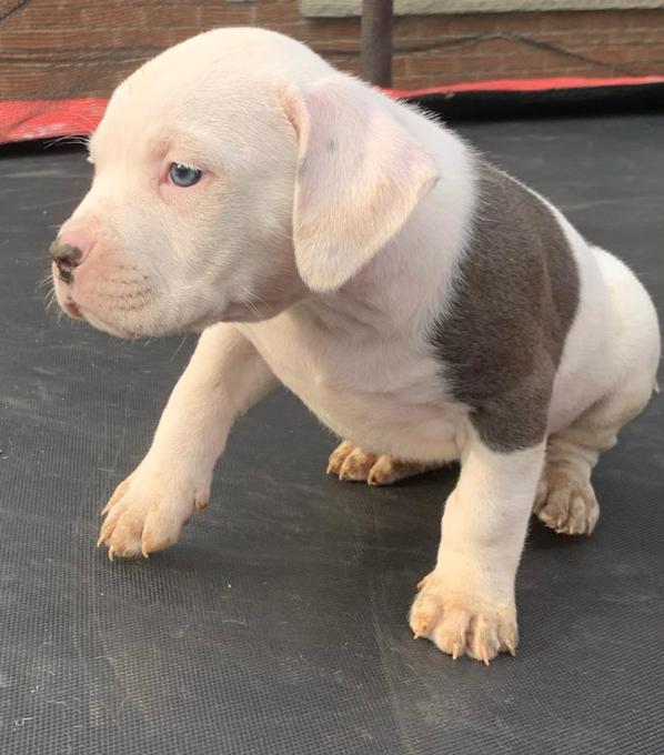 American pocket bulldog puppies