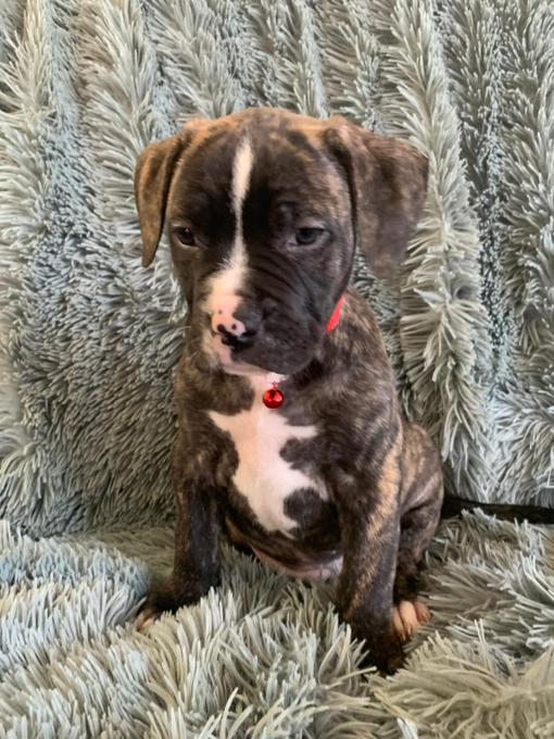 American pocket bulldog puppies