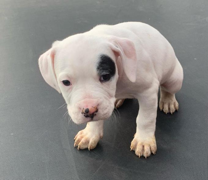 American pocket bulldog puppies