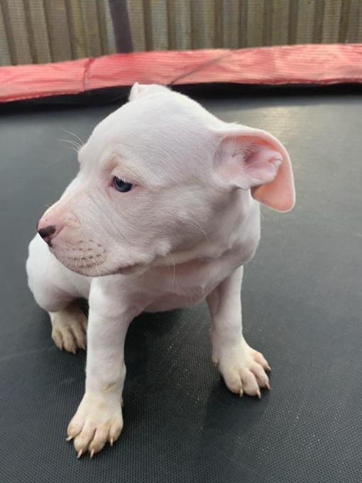 American pocket bulldog puppies