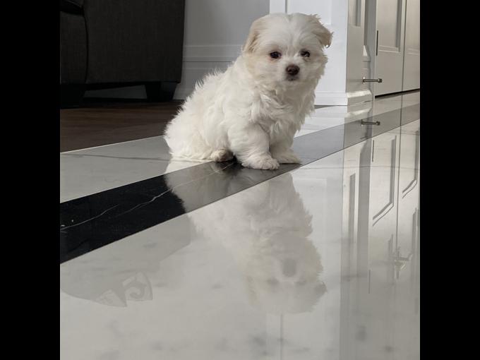 Maltese