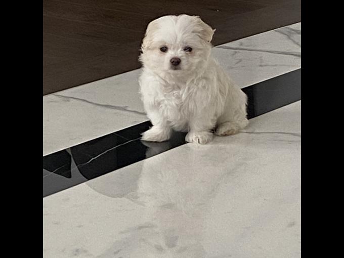 Maltese