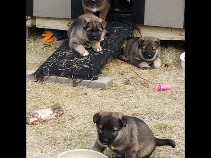 Belgium Malinois Akita Malamute Cross Puppies