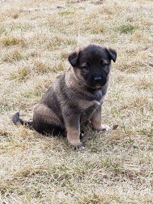 Belgium Malinois Akita Malamute Cross Puppies