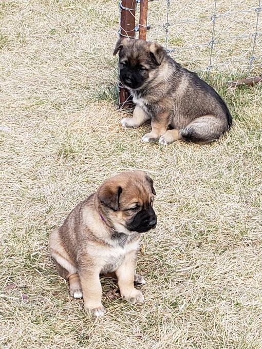 Belgium Malinois Akita Malamute Cross Puppies