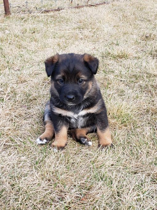 Belgium Malinois Akita Malamute Cross Puppies