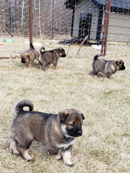 Belgium Malinois Akita Malamute Cross Puppies