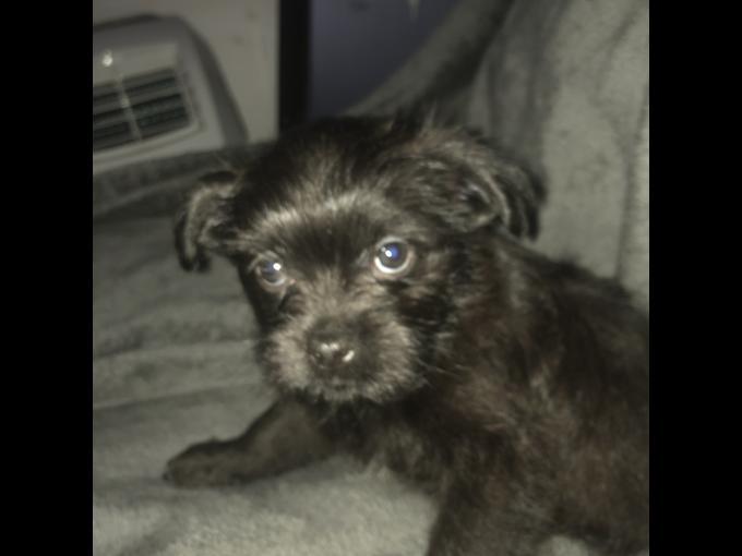 Brussels Griffon and Terrier