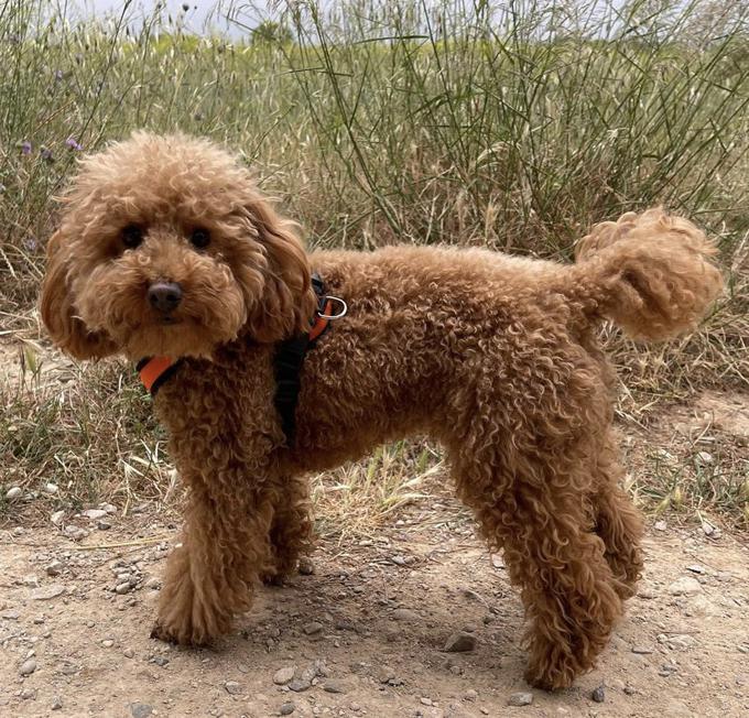 Red Toy/Mini poodles!!!!