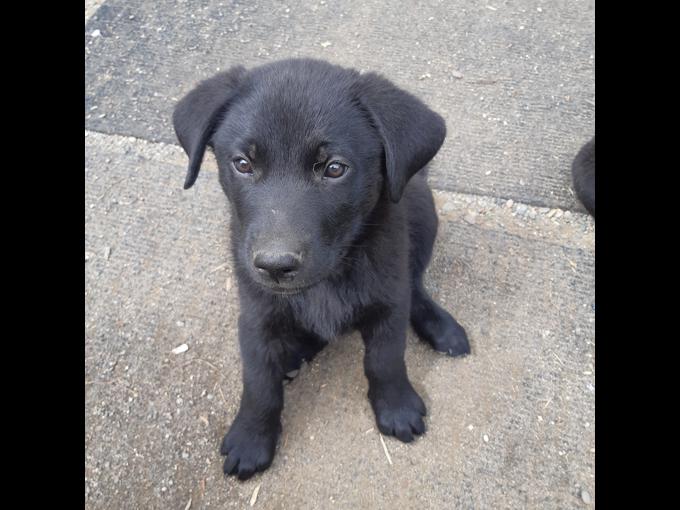 German Shepard/Lab