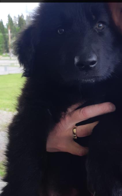 German Shepard/Lab