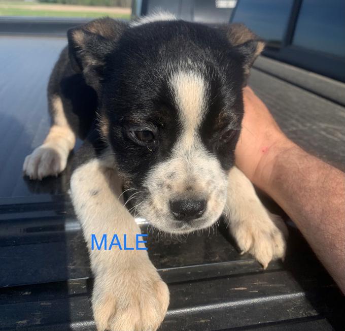 English Bulldog mix