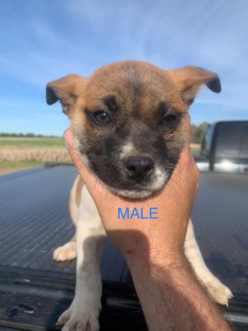 English Bulldog mix