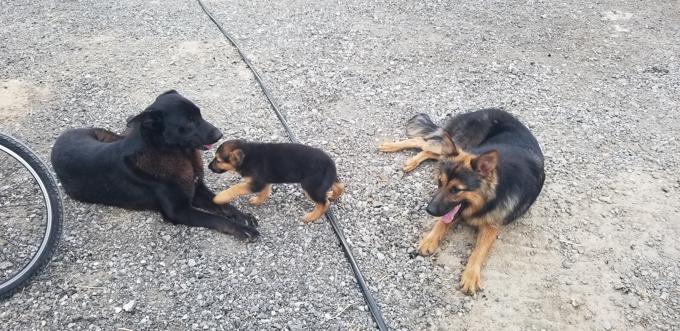 German Shepherd Mix