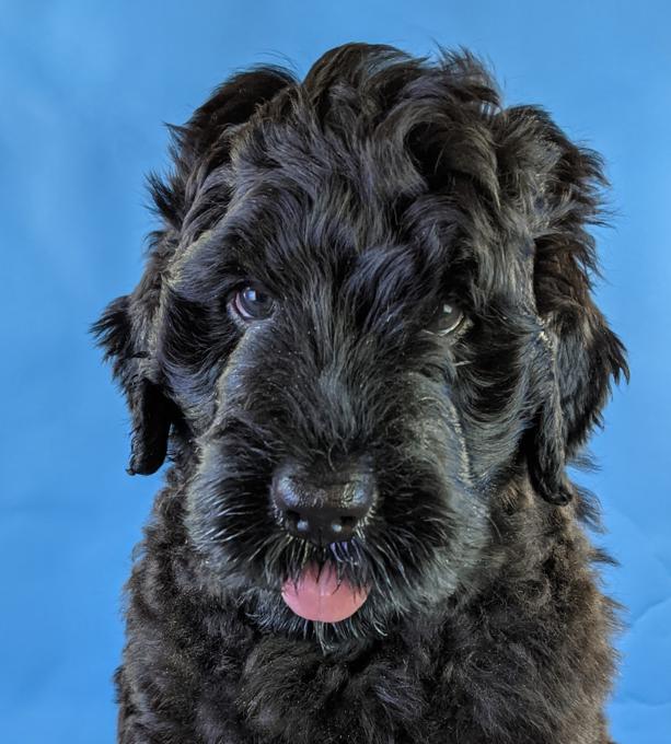 Black Russian Terrier