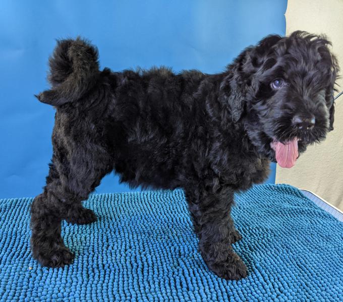 Black Russian Terrier