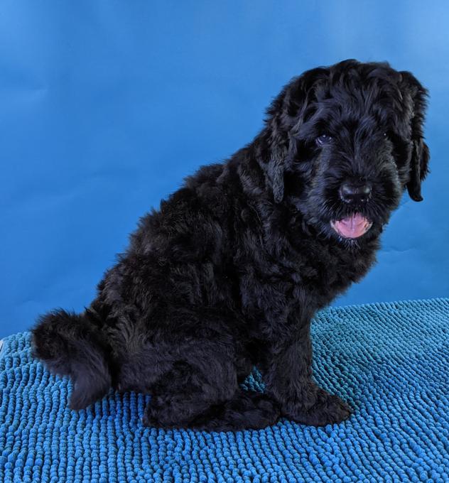 Black Russian Terrier