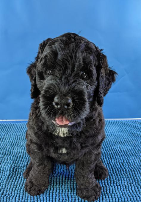 Black Russian Terrier