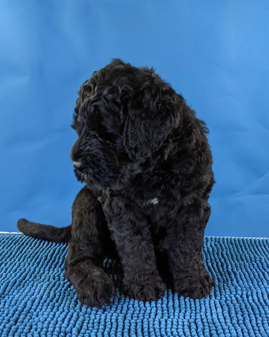 Black Russian Terrier