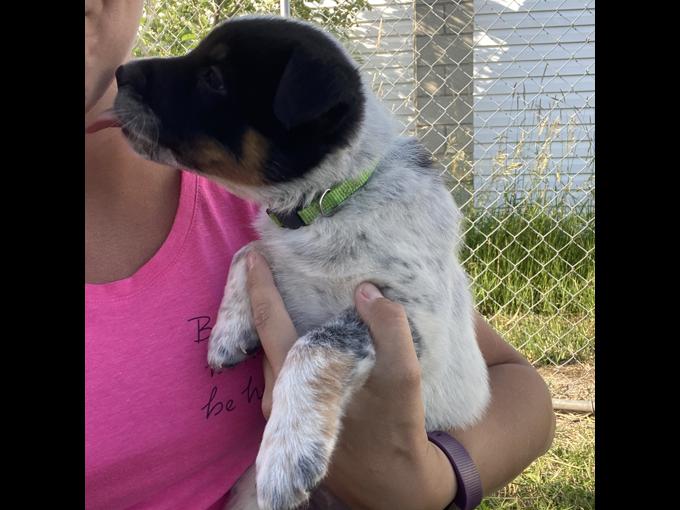 Mini Texas Heeler Pups