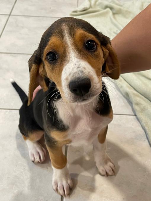 Beagle mixed with walker