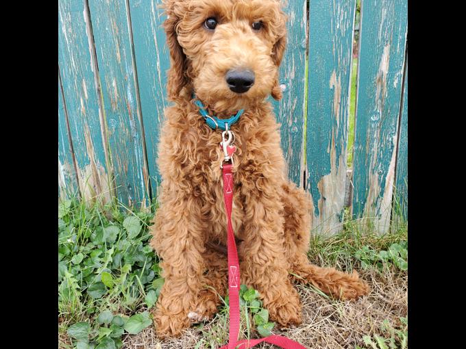 Red Standard Poodle Puppy