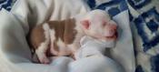 American Bully