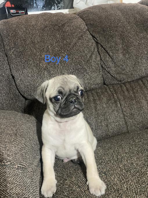Pug