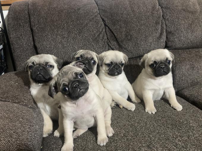 Pug