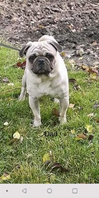 Pug
