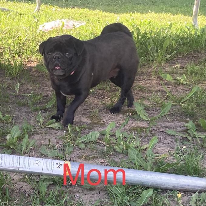 Pug