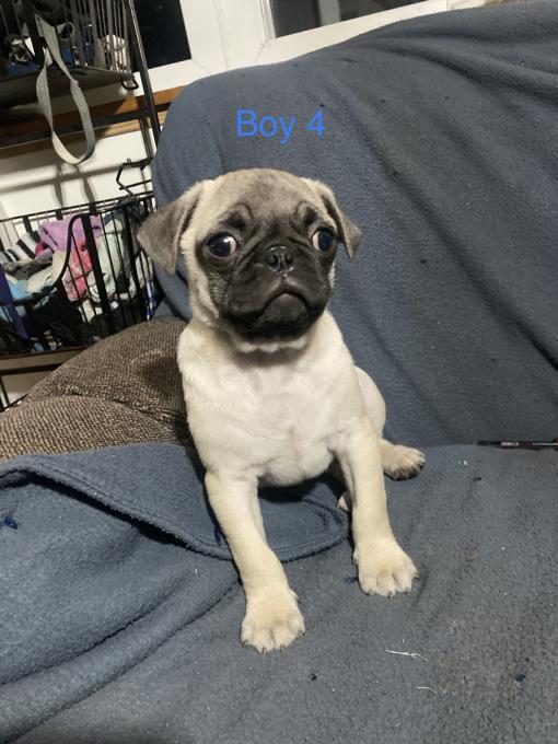 Pug