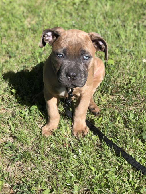 Cane corso