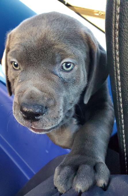 Cane Corso