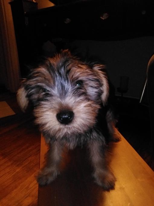 Yorkshire terrier