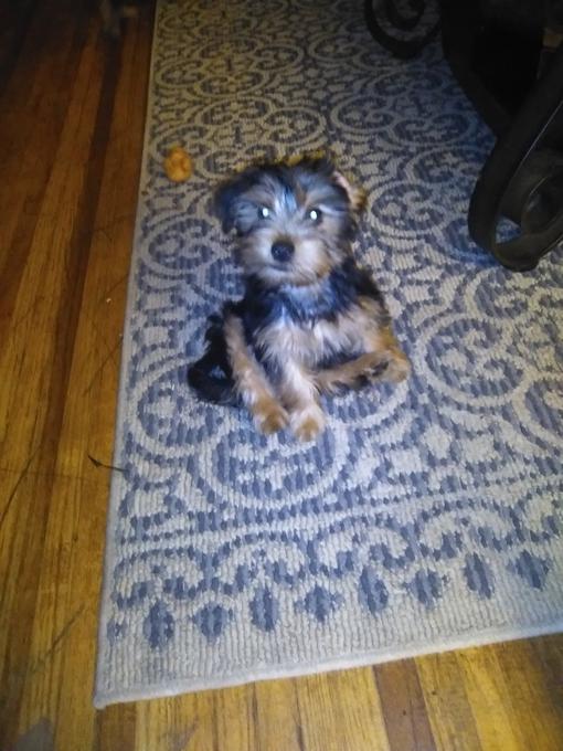 Yorkshire terrier