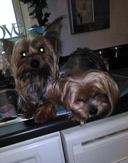 Yorkshire terrier
