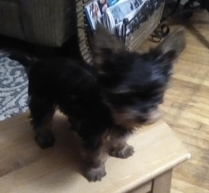 Yorkshire terrier