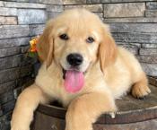 golden retriever