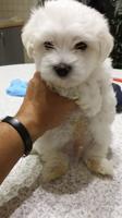 Maltese