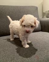 Cockapoo