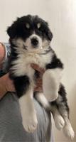 Border Collie mix husky