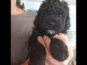 Miniature Poodle