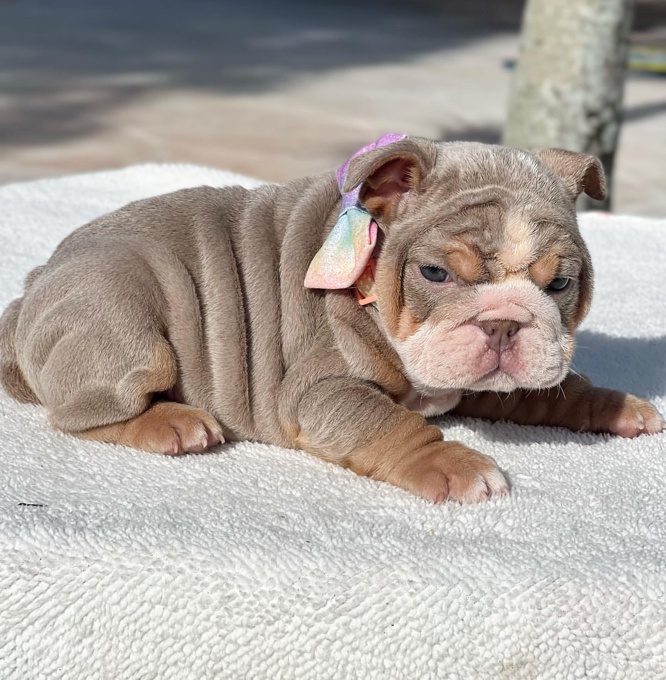 English Bulldog  