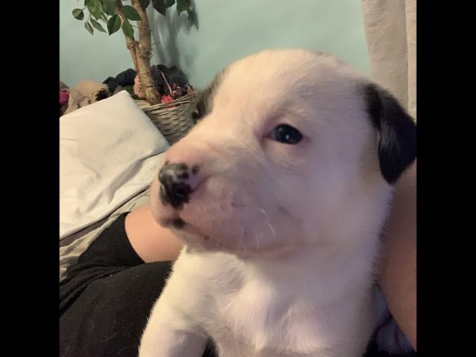 St. Bernard massive and dogo boxer