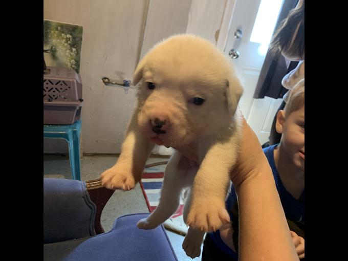 St. Bernard massive and dogo boxer