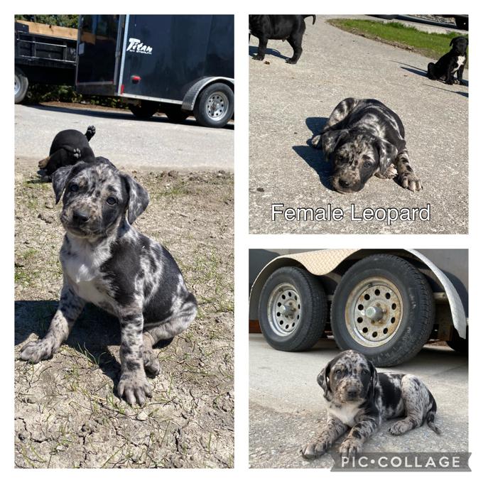 Catahoula