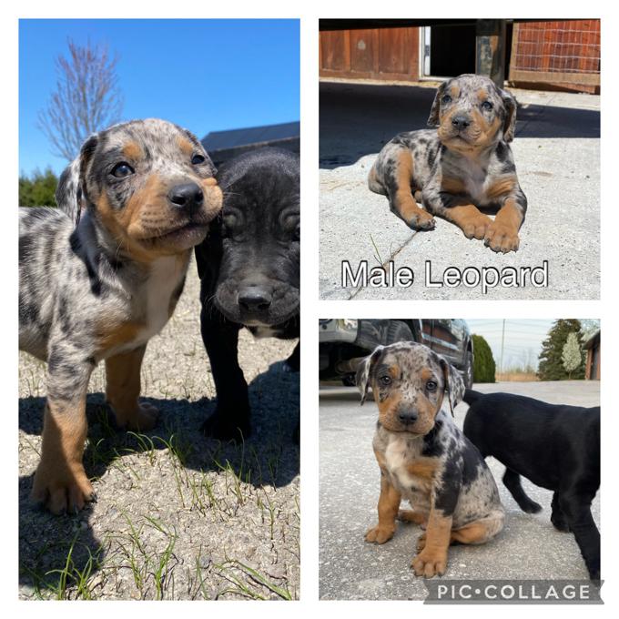 Catahoula