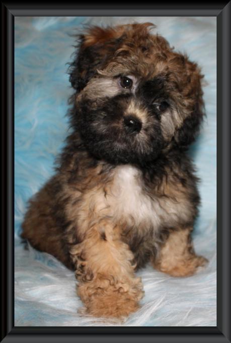 teddy bear dog bichon shih tzu for sale